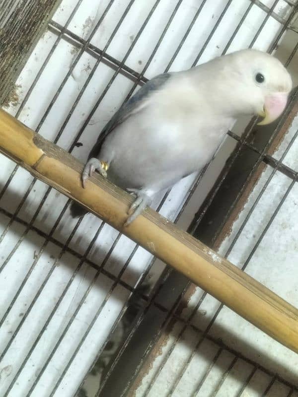 love bird breedar two female big size 2