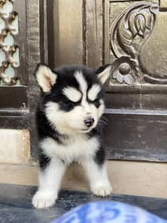 Siberian Husky puppies for sale hai ok 0