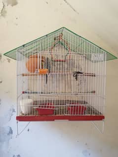 Australian parrots pair with cage big size