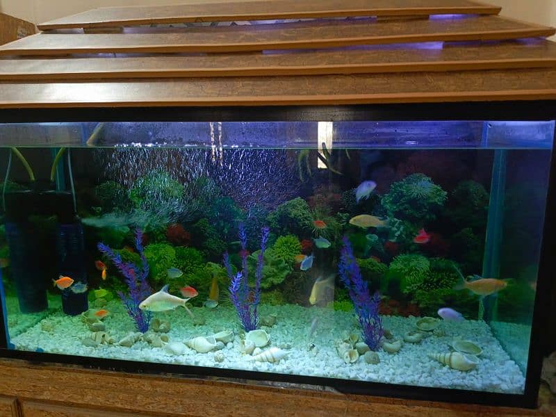 Aquarium and wooden furniture 2