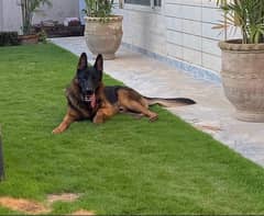 Trained German Shepard Male 1.5 YO, Heavy bone structure, super active 0