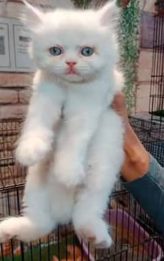 Persian Cat for sale my WhatsApp number 03238950275