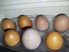 lohman brown eggs