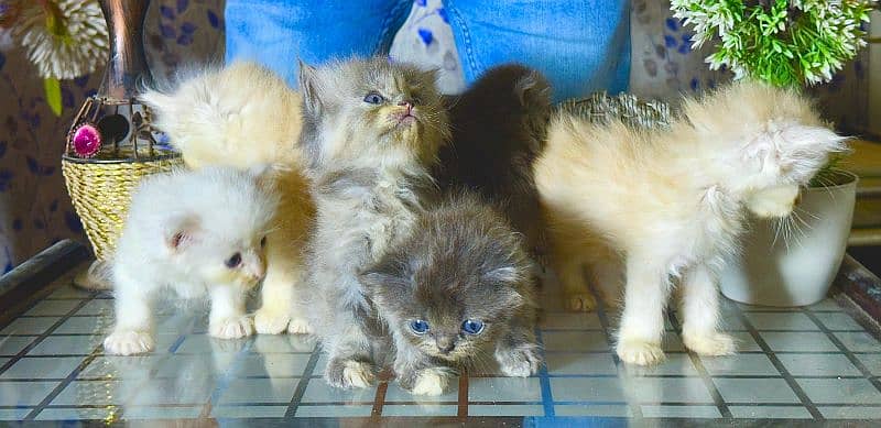 Pure Persian breed 11