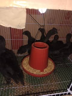 healthy and active ayam cemani chicks