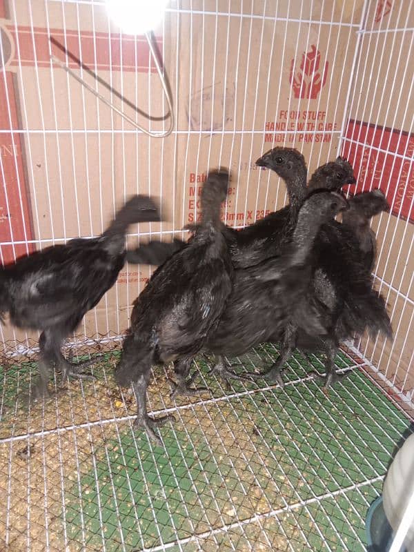 healthy and active ayam cemani chicks 1