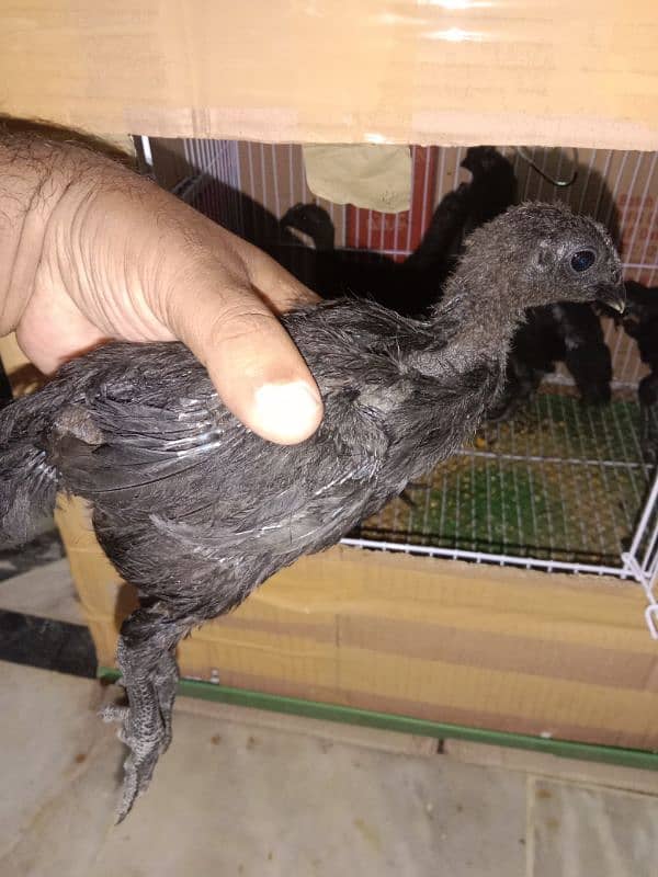 healthy and active ayam cemani chicks 2