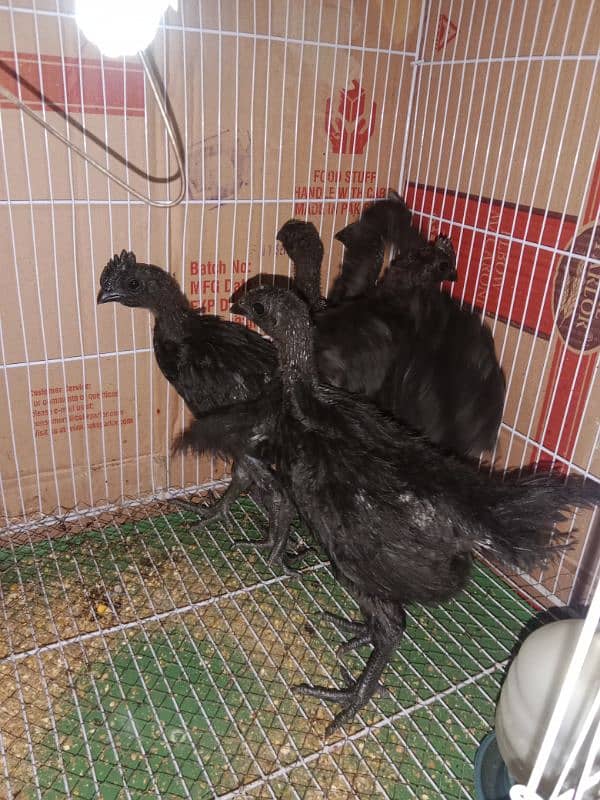 healthy and active ayam cemani chicks 3