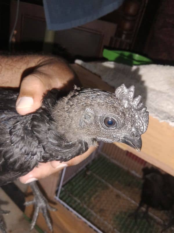 healthy and active ayam cemani chicks 4