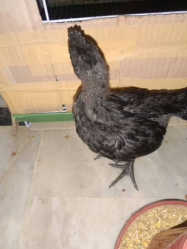 healthy and active ayam cemani chicks 5