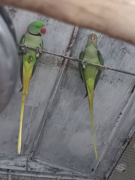 Raw Parrots Pair Male And Female With pinjra 1