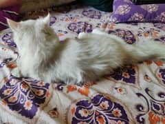 Pure White persian cats pair