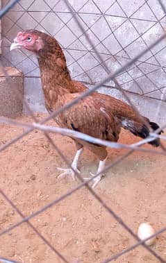 Aseel Lakhi shajri mix breed murgi Egg laying 03132242849 0