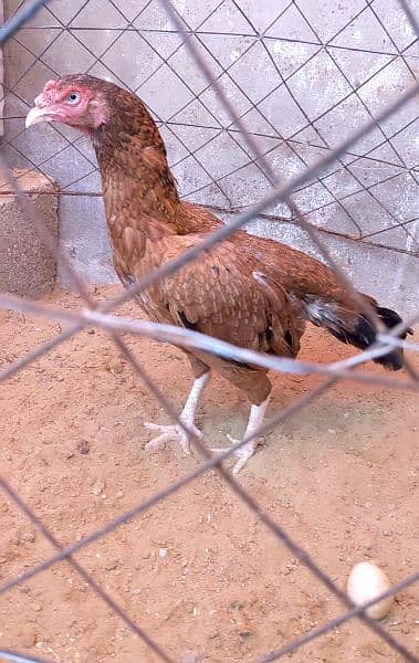 Aseel Lakhi shajri mix breed murgi Egg laying 03132242849 0