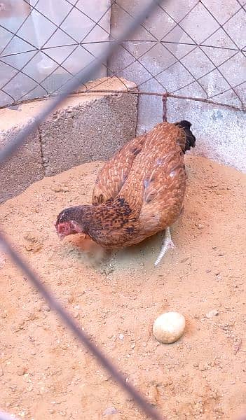 Aseel Lakhi shajri mix breed murgi Egg laying 03132242849 1