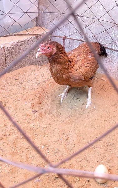 Aseel Lakhi shajri mix breed murgi Egg laying 03132242849 2