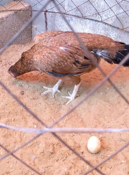 Aseel Lakhi shajri mix breed murgi Egg laying 03132242849 5