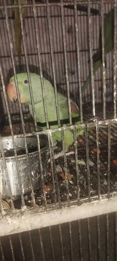 raw parrot male