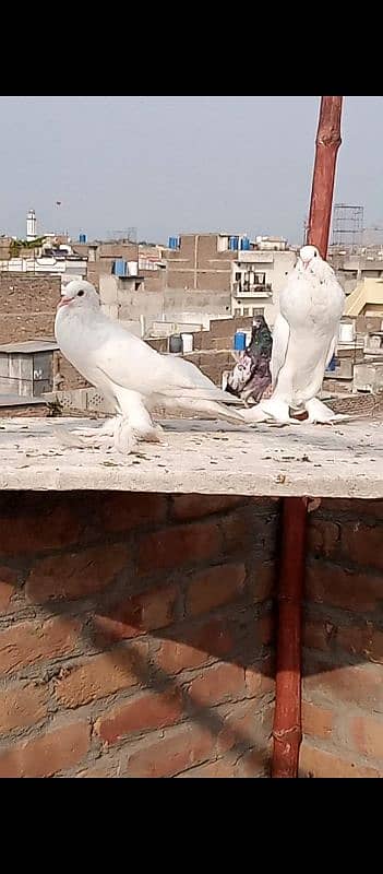 ghubaray pair forsale 2