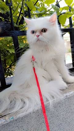 odd eye's persian cat