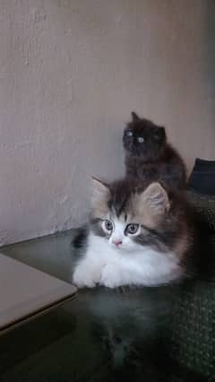 Persian kitten pair