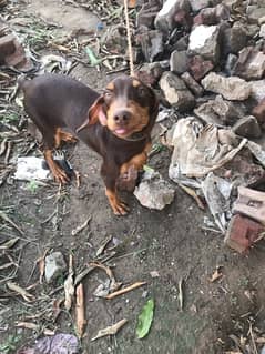 Doberman Female Pup