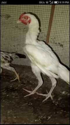 Aseel heera male or shamo chicks 03030186352 0