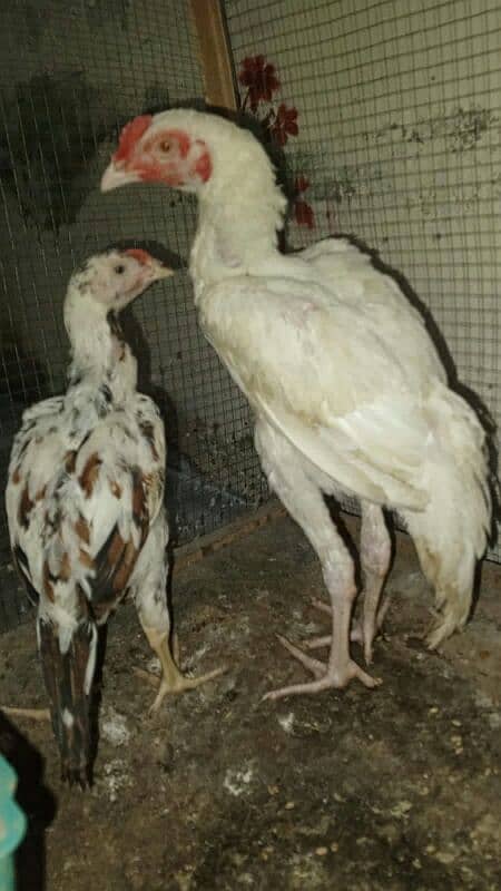 Aseel heera male or shamo chicks 03030186352 1