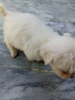 poodle dog for sale hy 0