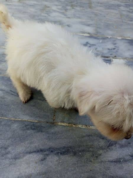 poodle dog for sale hy 0