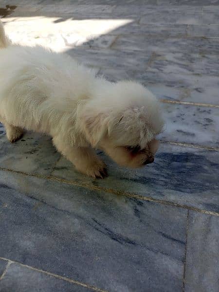 poodle dog for sale hy 2