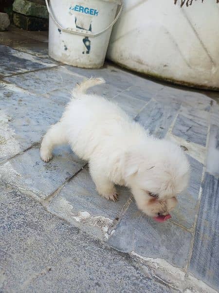 poodle dog for sale hy 3