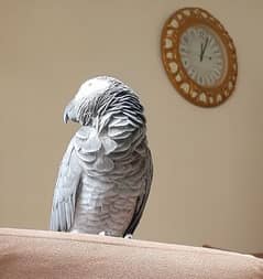 African grey parrot