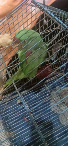 raw Kashmiri green parrot