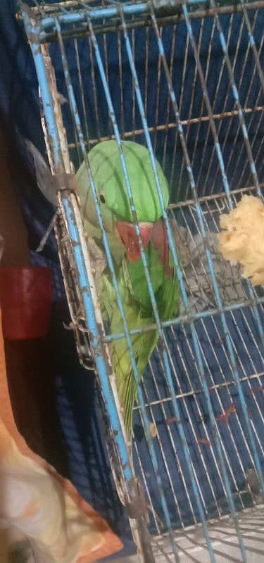 raw Kashmiri green parrot 1