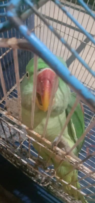 raw Kashmiri green parrot 2