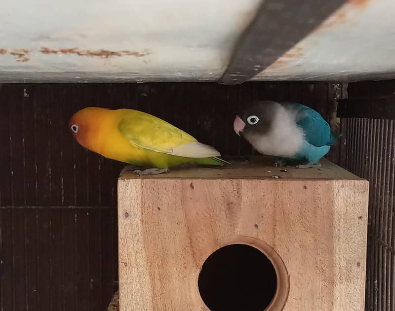 Love birds 2