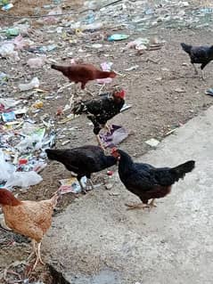 aseel hens for sale