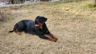 trained female rottweiller