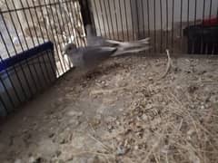 Dove For sale 3 female and 1 male