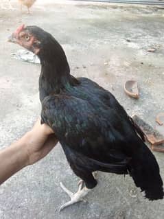 aseel pathi black mianwali laying egg