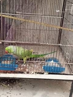 Ringneck green parrot