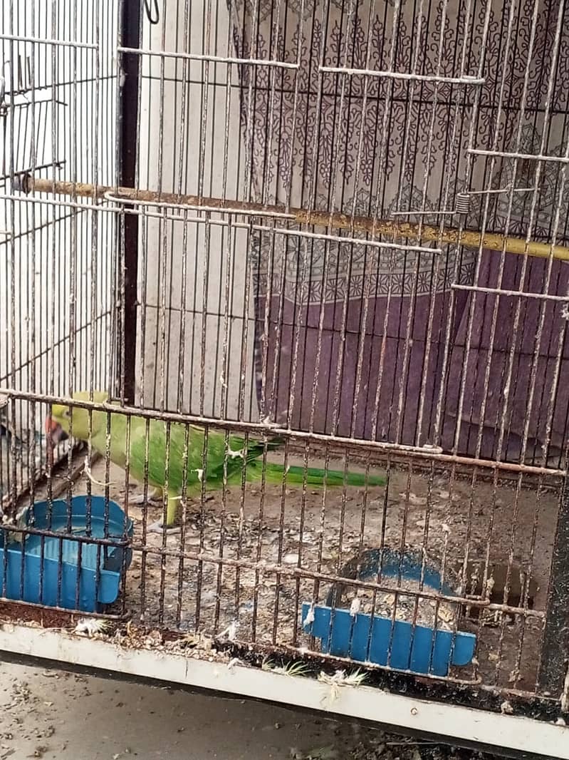 Ringneck green parrot 1