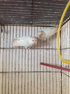 love birds and albino red eye for sale