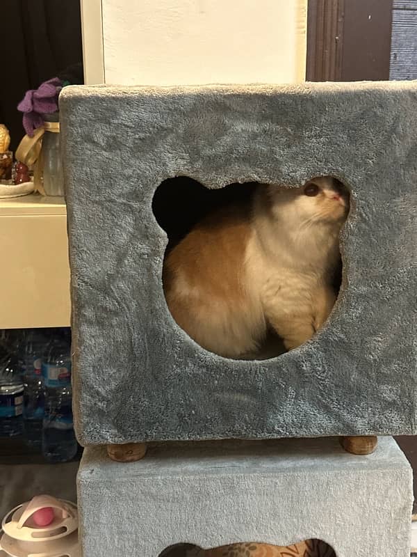 cat bed 1