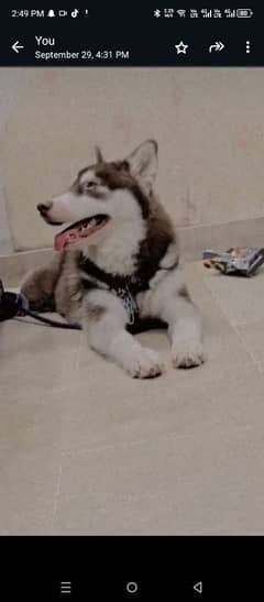 Siberian husky Female/ Cooper color/