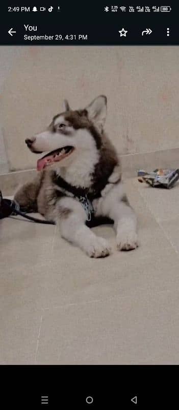 Siberian husky Female/ Cooper color/0312-4595070 0