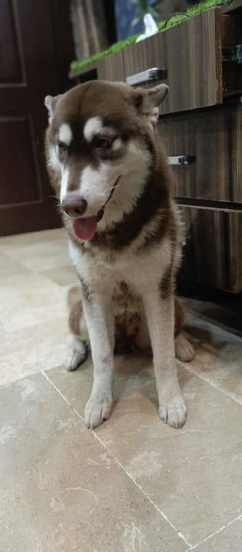 Siberian husky Female/ Cooper color/0312-4595070 1