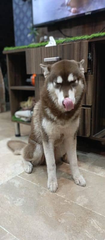 Siberian husky Female/ Cooper color/0312-4595070 2