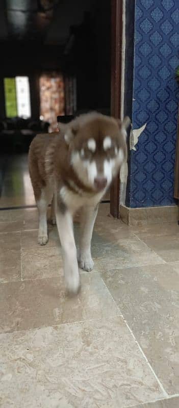 Siberian husky Female/ Cooper color/0312-4595070 3